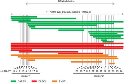 Deletion of Viral microRNAs in the Oncogenesis of Epstein–Barr Virus-Associated Lymphoma